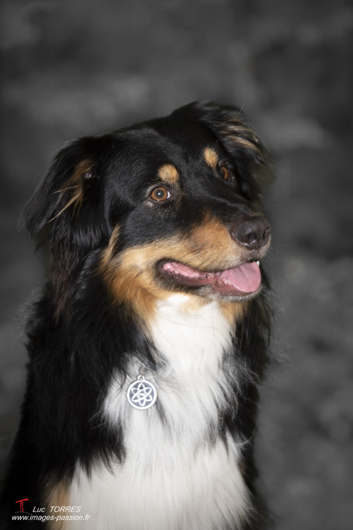 Chien, Animaux, imagespassion; Carcassonne; Aude; Occitanie;